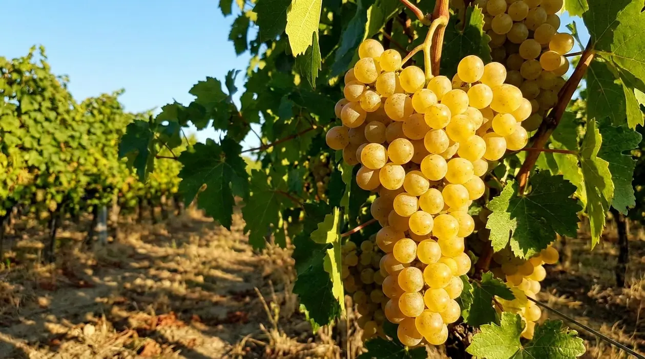 Grappoli di uva moscato matura sulla vite in un vigneto illuminato dal sole